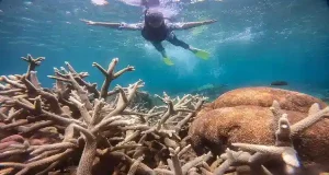 snorkling
