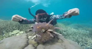 snorkling