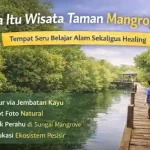 apa itu wisata taman mangrove