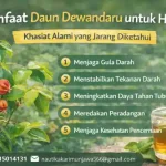 manfaat daun dewandaru untuk herbal
