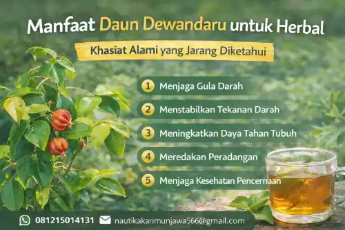 manfaat daun dewandaru untuk herbal