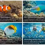 jenis ikan di karimunjawa