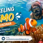 Snorkeling Nemo Karimunjawa