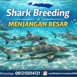Shark Breeding di Menjangan Besar