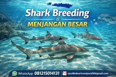Shark Breeding di Menjangan Besar