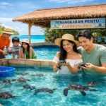 Penangkaran Penyu Karimunjawa: Wisata Wajib Kamu Kunjungi