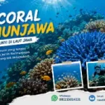 Blue Coral Karimunjawa, Keindahan Laut Biru